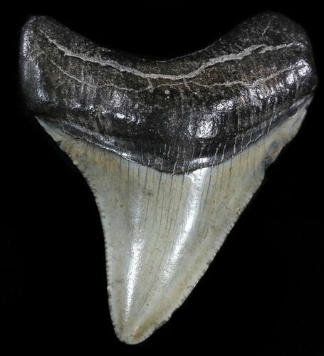 Juvenile Megalodon Tooth - South Carolina #49978